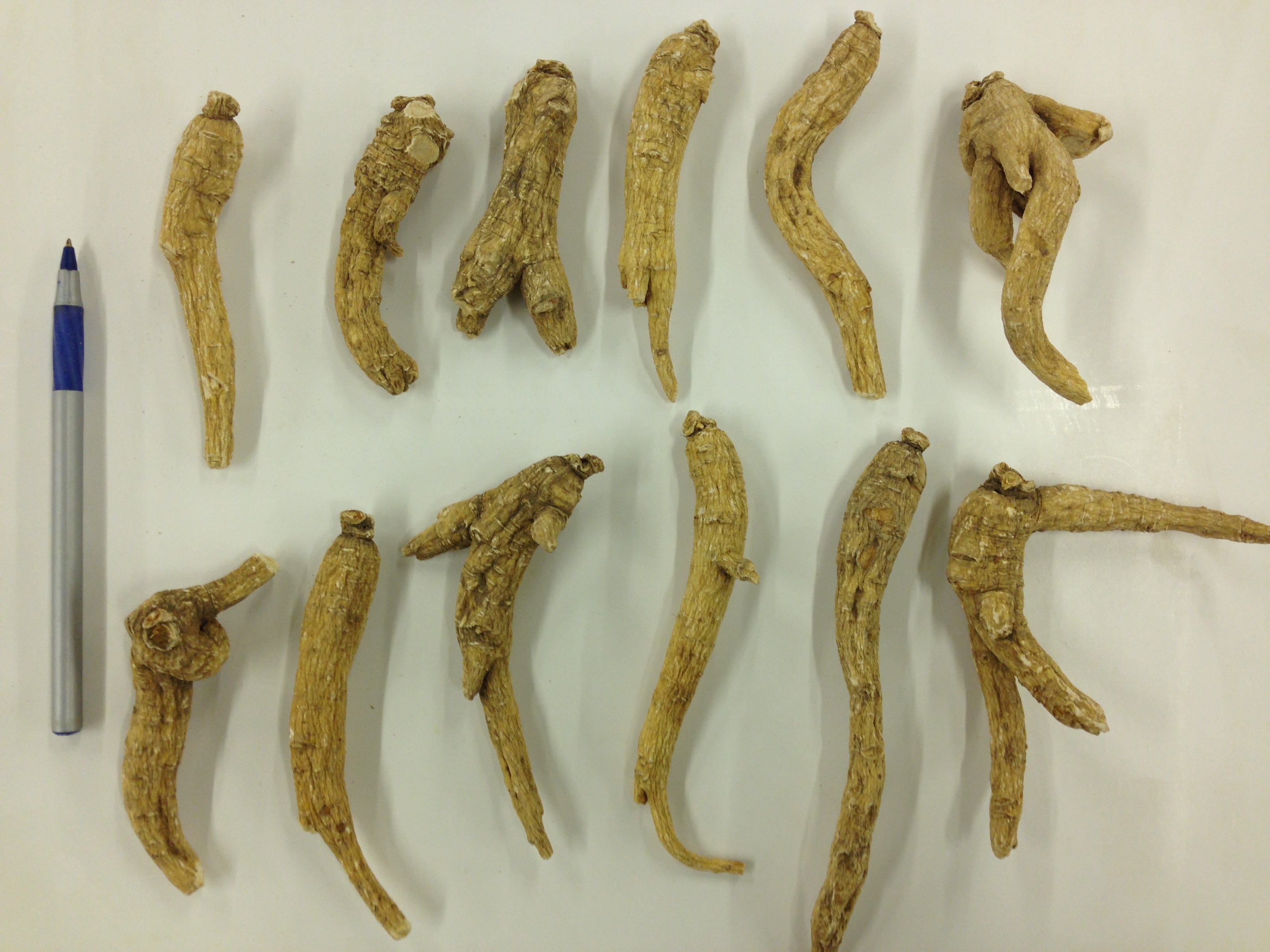 Ungraded American Ginseng Root Large 8oz bagx3