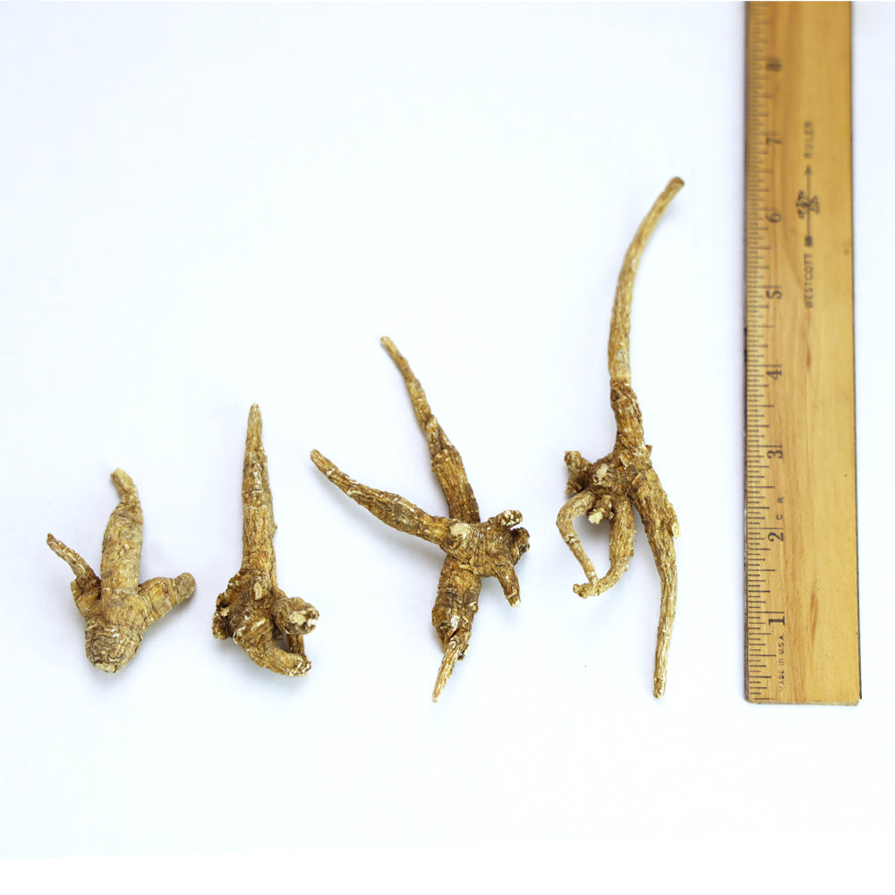 Ungraded American Ginseng Root Dragon Claw Small 8oz bag (Buy 1 Get 1 FREE)